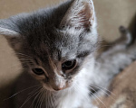 Кошки в Люберцах: Гипоалергеная кошка  Девочка, 5 000 руб. - фото 6