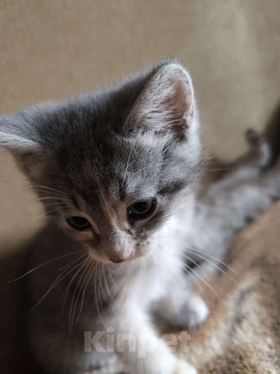 Кошки в Люберцах: Гипоалергеная кошка  Девочка, 5 000 руб. - фото 6