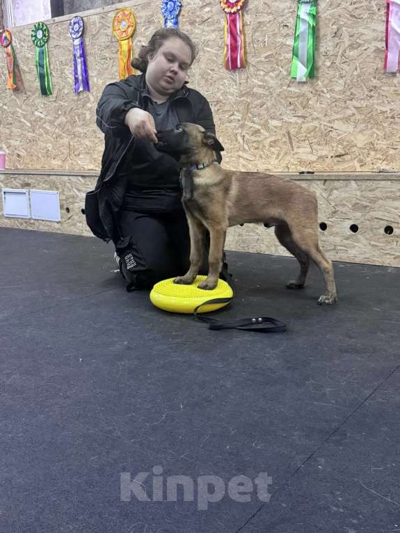 Собаки в других городах Московской области: Парнишка малинуа Мальчик, 60 000 руб. - фото 3