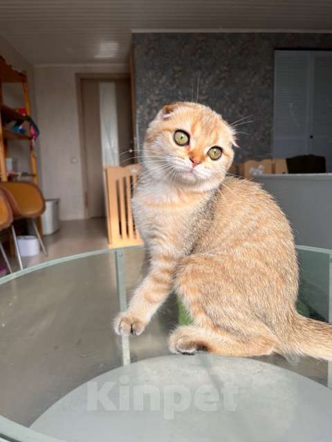 Кошки в Москве: Мальчик золотая мечта Мальчик, 45 000 руб. - фото 3