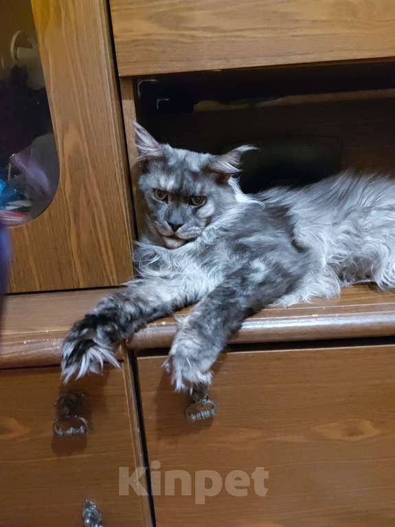 Кошки в Павловском Посаде: Мейн-кун мальчик 2 месяца Мальчик, 37 000 руб. - фото 8