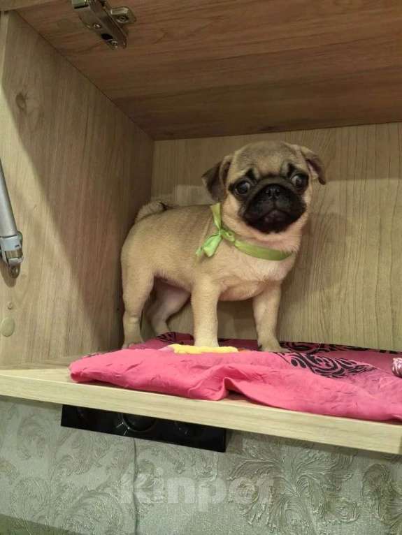 Собаки в Новосибирске: Девочка подросток 4 месяца Девочка, 35 000 руб. - фото 2