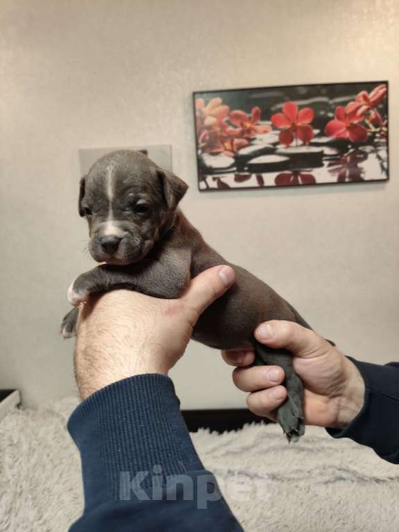 Собаки в Перми: Девочка стафф Девочка, 30 000 руб. - фото 1