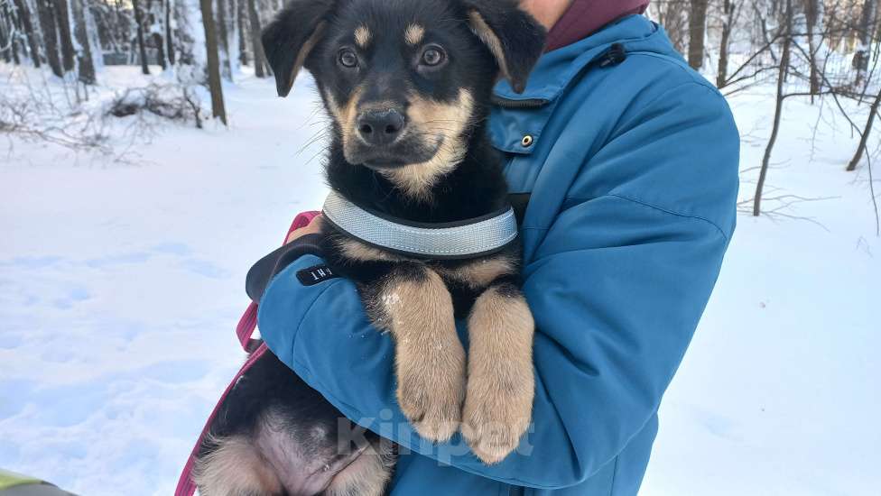 Собаки в Казани: Срочно помогите найти тёплый дом и доброго хозяина щенку!  Девочка, Бесплатно - фото 3