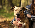 Собаки в Москве: Жизнерадостный активный Клео, 1.5 года ищет дом Мальчик, Бесплатно - фото 5