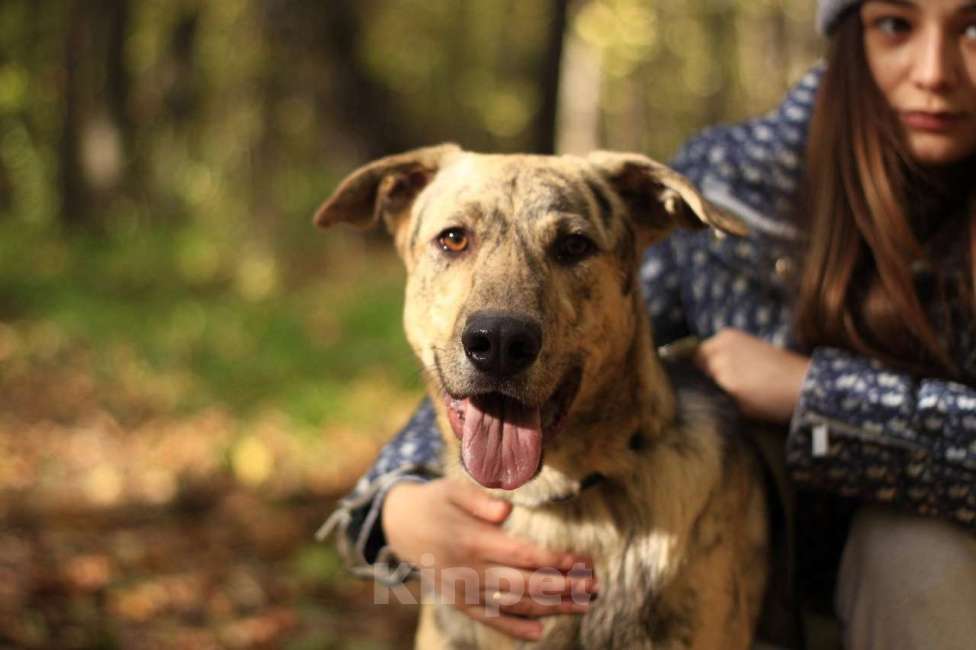 Собаки в Москве: Жизнерадостный активный Клео, 1.5 года ищет дом Мальчик, Бесплатно - фото 5