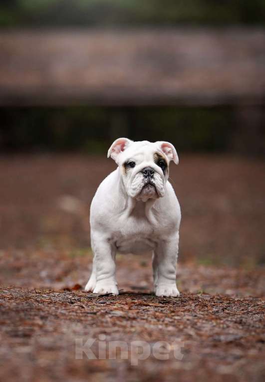 Собаки в Санкт-Петербурге: Английский бульдог щенок  Девочка, Бесплатно - фото 3