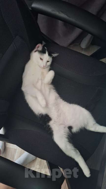 Кошки в Ульяновске: Отдам в добрые руки Сонечку Девочка, Бесплатно - фото 2