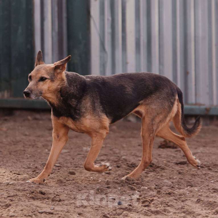 Собаки в Москве: Тесса Девочка, Бесплатно - фото 3