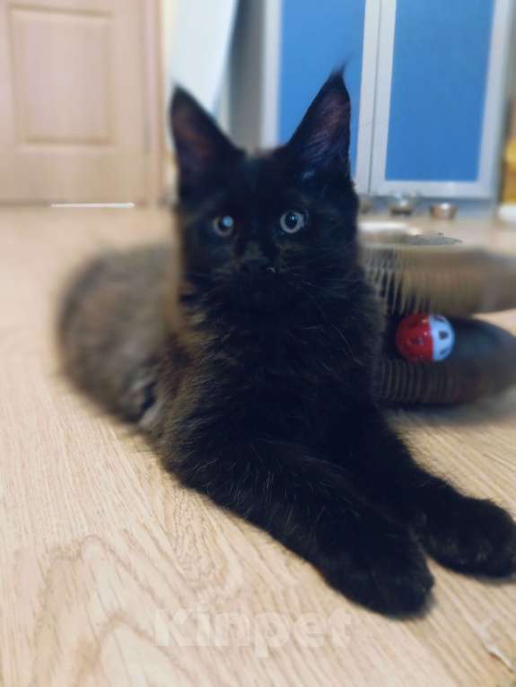 Кошки в Москве: Чудесный мальчик от чемпионов родителей Мальчик, 120 000 руб. - фото 3