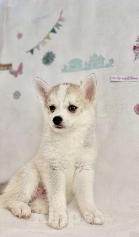 Собаки в Балашихе: Помски F1 кобель мини до 40 см  Мальчик, 65 000 руб. - фото 6