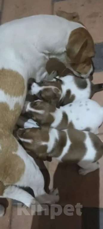 Собаки в других городах Краснодарского края: Продам срочно! Мальчик, 15 000 руб. - фото 4