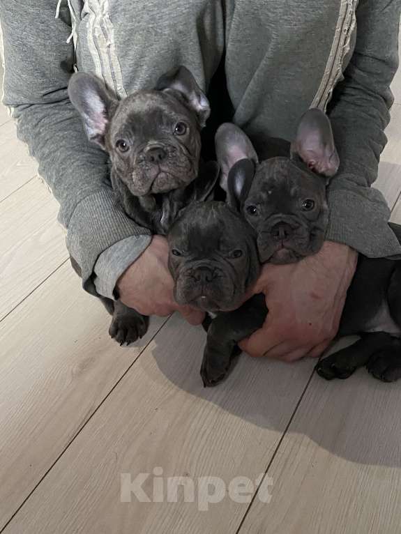 Собаки в Новошахтинске: Щенки французского бульдога Девочка, 80 000 руб. - фото 6