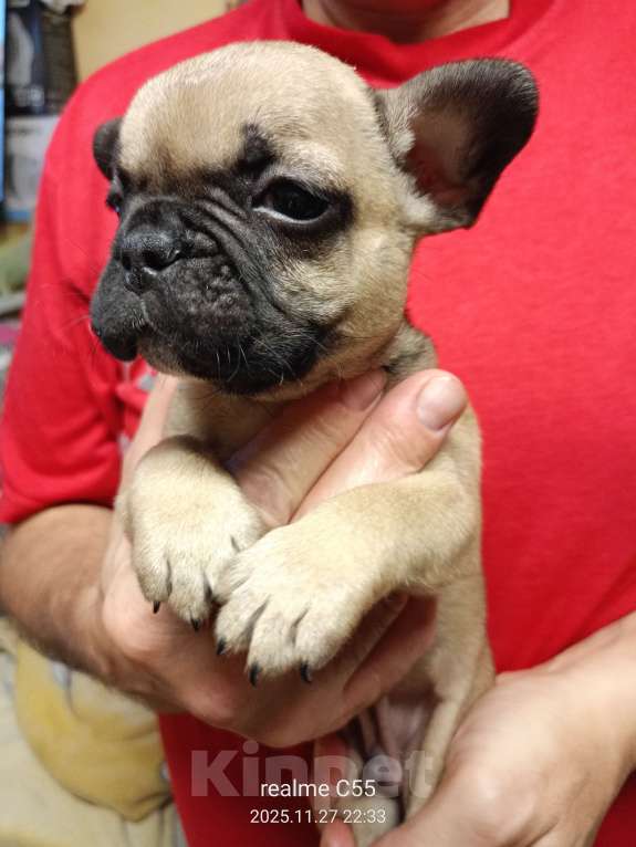 Собаки в Омске: Продаем щенков французкого бульдога Мальчик, Бесплатно - фото 6