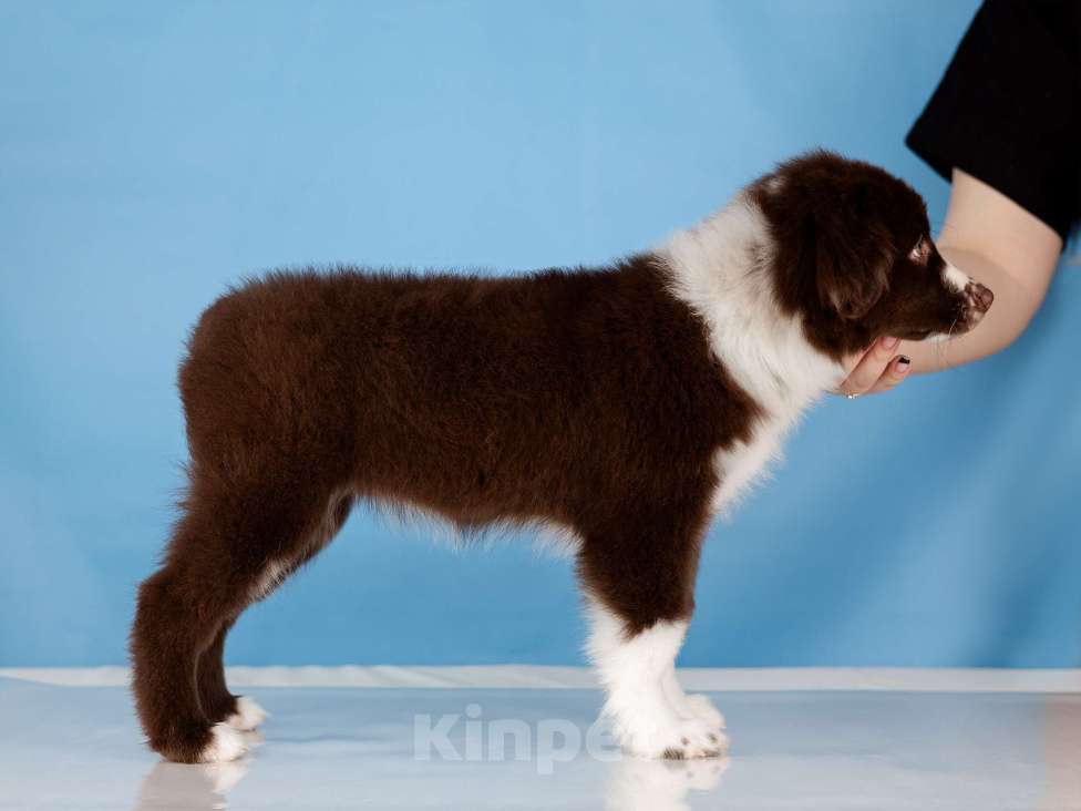 Собаки в Нижнем Новгороде: Щенки Миниатюрной Американской овчарки Разнополые, Бесплатно - фото 9