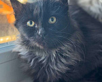 Кошки в Москве: черно-серый котенок Шэдоу ищет дом Девочка, Бесплатно - фото 1