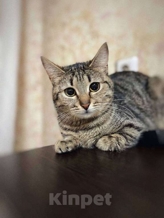 Кошки в Балашихе: Вента Девочка, Бесплатно - фото 3