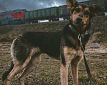 Собаки в Москве: Наала Девочка, Бесплатно - фото 1