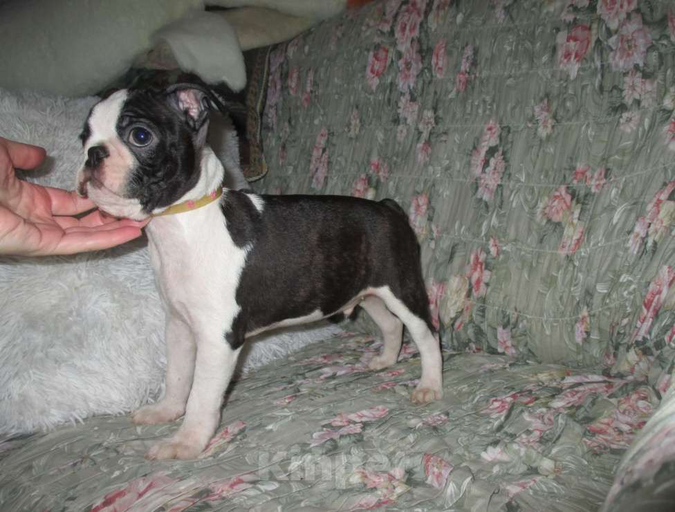 Собаки в Пскове: Мальчик бостон терьер Мальчик, 50 000 руб. - фото 4