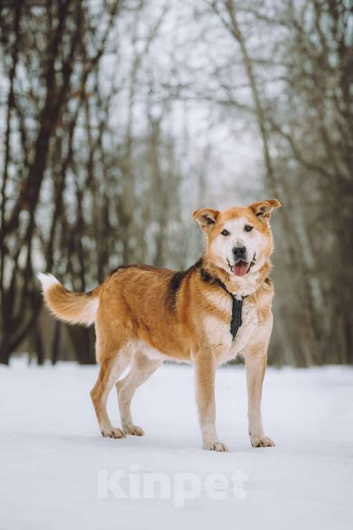 Собаки в Москве: идеальный пес и лучший друг Мальчик, Бесплатно - фото 1