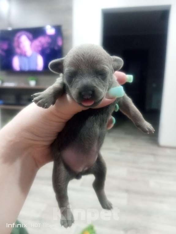 Собаки в Фролово: Девочка тойчик Девочка, 8 000 руб. - фото 1