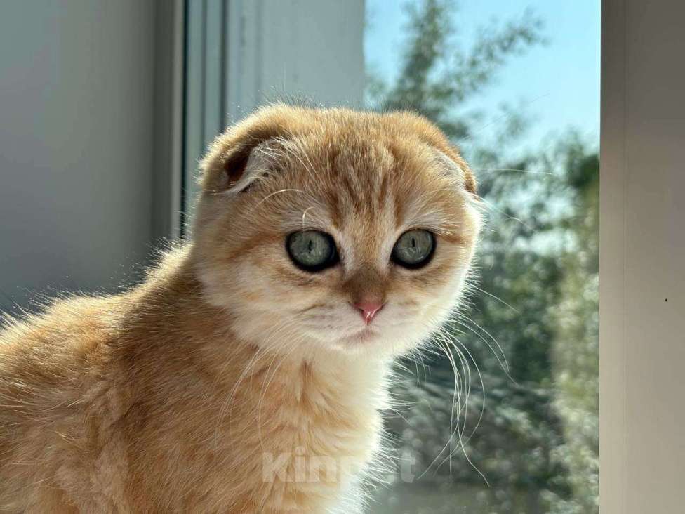 Кошки в Москве: Шотландский вислоухий котёнок  Девочка, 15 000 руб. - фото 9