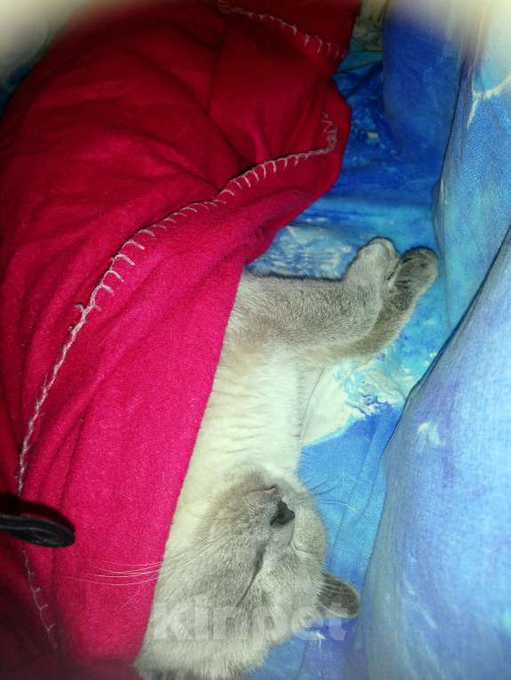 Кошки в Липецке: Потеряшка Девочка, 5 000 руб. - фото 4