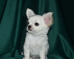 Собаки в Санкт-Петербурге: Щенки чихуахуа Мальчик, 30 000 руб. - фото 3