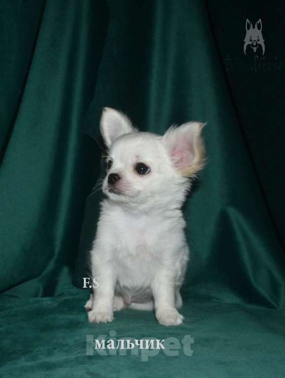 Собаки в Санкт-Петербурге: Щенки чихуахуа Мальчик, 30 000 руб. - фото 3