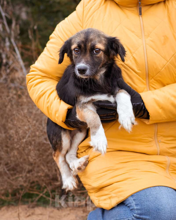 Собаки в Москве: Маленькая, скромная девочка живёт в приюте ищет дом Девочка, Бесплатно - фото 4