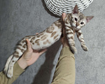 Кошки в Копейске: Продам бенгальских котят Девочка, 25 000 руб. - фото 7