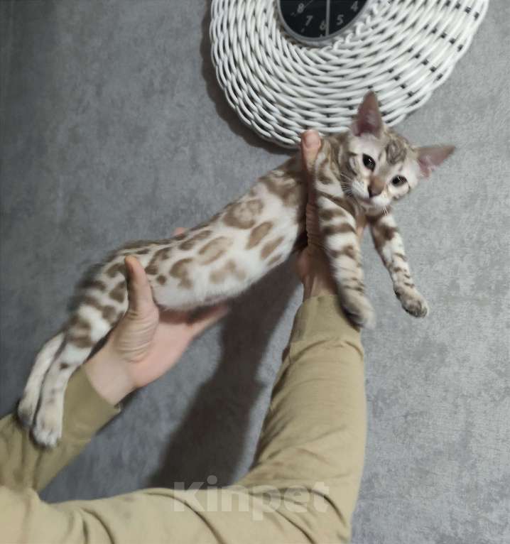 Кошки в Копейске: Продам бенгальских котят Девочка, 25 000 руб. - фото 7