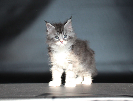 Котёнок мейн-кун Даймонд Мальчик