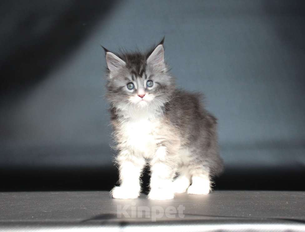 Кошки в Екатеринбурге: Котёнок мейн-кун Даймонд Мальчик Мальчик, 50 000 руб. - фото 1