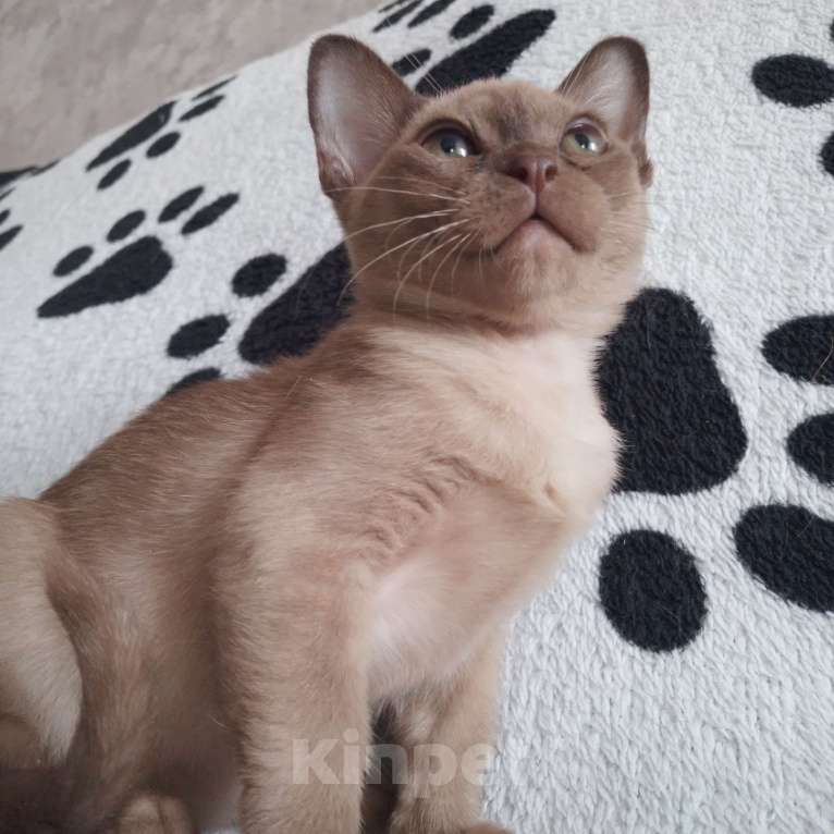 Кошки в Волгограде: Бурманская кошечка Девочка, 80 000 руб. - фото 4