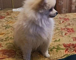 Собаки в Москве: Померанский шпиц. Девочка, 25 000 руб. - фото 3