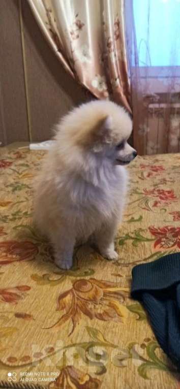 Собаки в Москве: Померанский шпиц. Девочка, 25 000 руб. - фото 3
