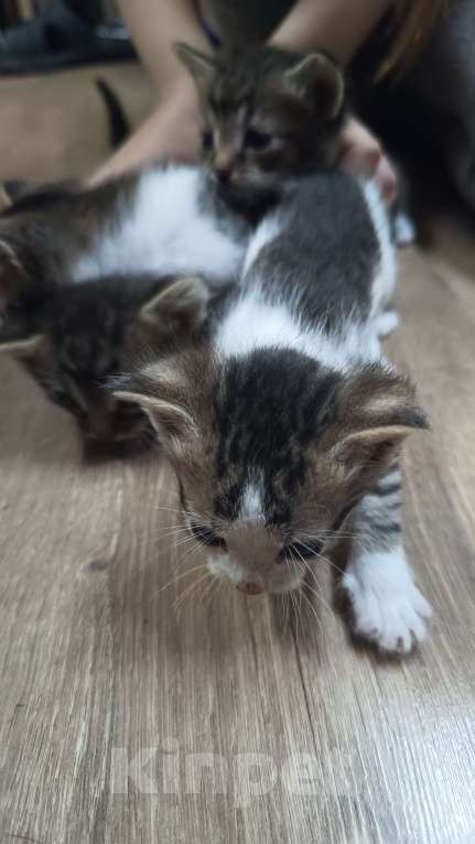 Кошки в Обнинске: Котята Девочка, Бесплатно - фото 7