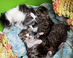 Кошки в Ростове-на-Дону: Котята в добрые руки Разнополые, Бесплатно - фото 4