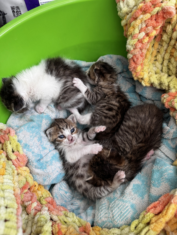 Кошки в Ростове-на-Дону: Котята в добрые руки Разнополые, Бесплатно - фото 4