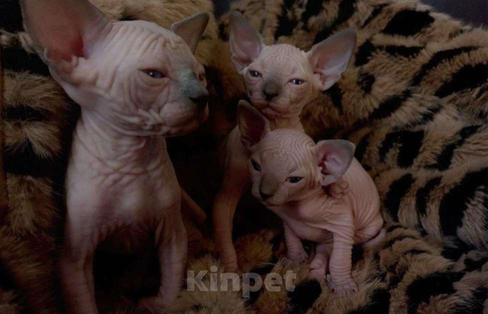 Кошки в Москве: Котята породы Канадский сфинкс Мальчик, 30 000 руб. - фото 1