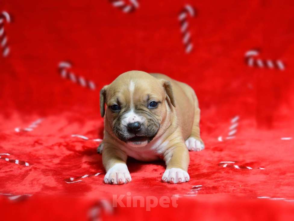 Собаки в Москве: Прекрасная рыжая девочка амстафф Девочка, 60 000 руб. - фото 3