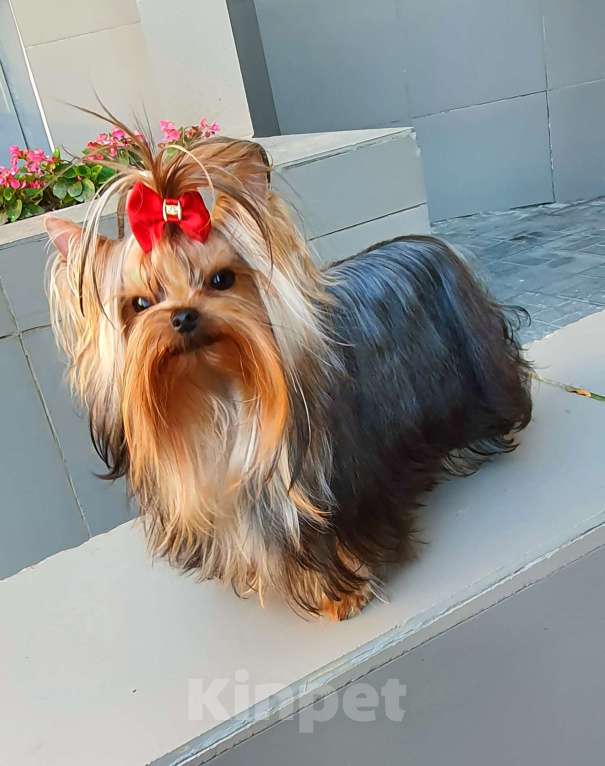 Собаки в Москве: МИНИ МАЛЬЧИК РКФ Мальчик, 45 руб. - фото 7