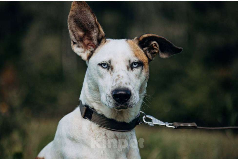 Собаки в Москве: Блондин с голубыми глазами Мальчик, Бесплатно - фото 2