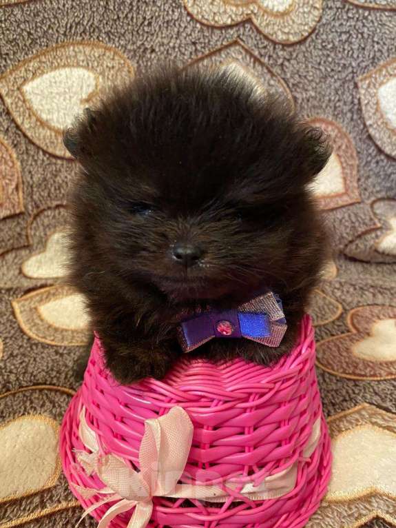 Собаки в Самаре: Мальчик Мальчик, Бесплатно - фото 4