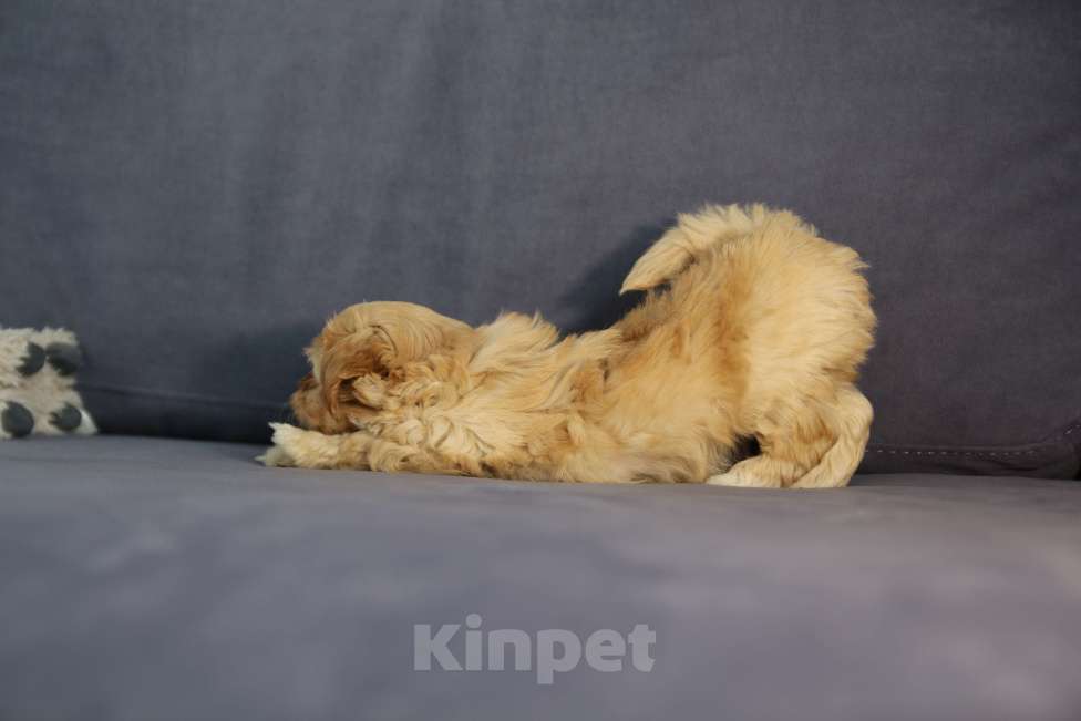 Собаки в Москве: Мальтипу щенок F1 девочка абрикосовая + милый видеоархив взросления 🐶 Девочка, Бесплатно - фото 4