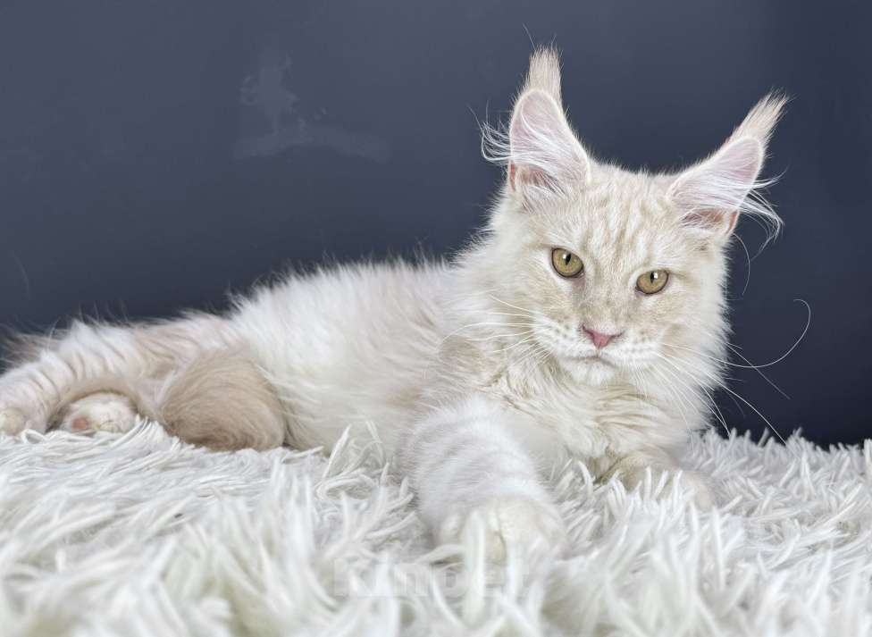 Кошки в Москве: Кот Мейн Кун Veyron Axel Мальчик, 100 000 руб. - фото 1