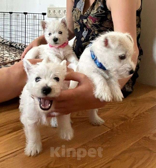 Собаки в Москве: Вест хайленд уайт терьер, щенок Мальчик, Бесплатно - фото 4