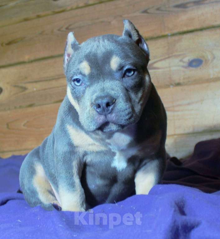 Собаки в Москве: Девочка-булли Девочка, 90 000 руб. - фото 2