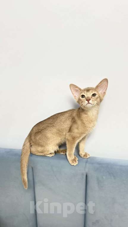 Кошки в Москве: Абиссинский котенок девочка Девочка, 60 000 руб. - фото 3